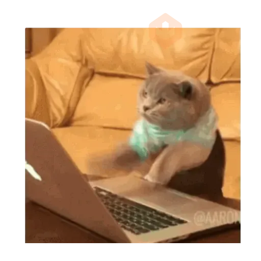 Gatos virales sticker 15