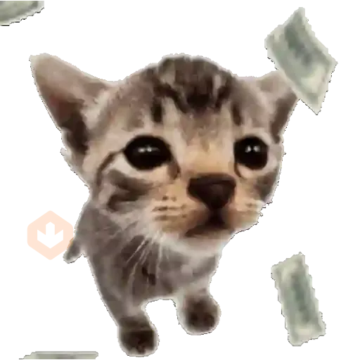 Gatos virales sticker 13