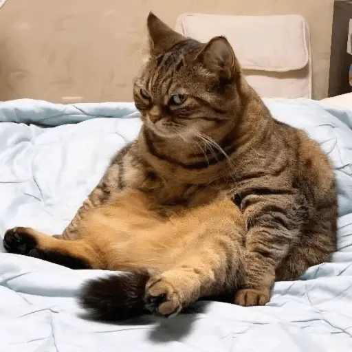 Gatos Enojados 💢😾