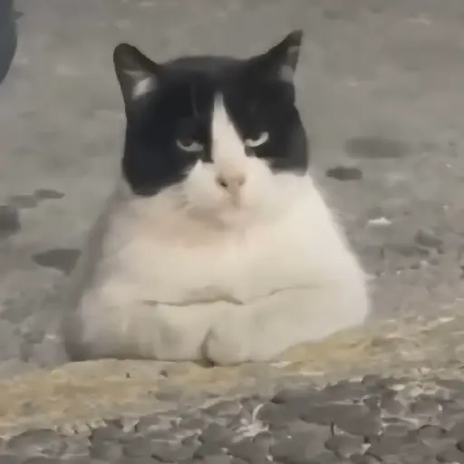Gatos Enojados 💢😾