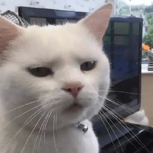 Gatos Enojados 💢😾