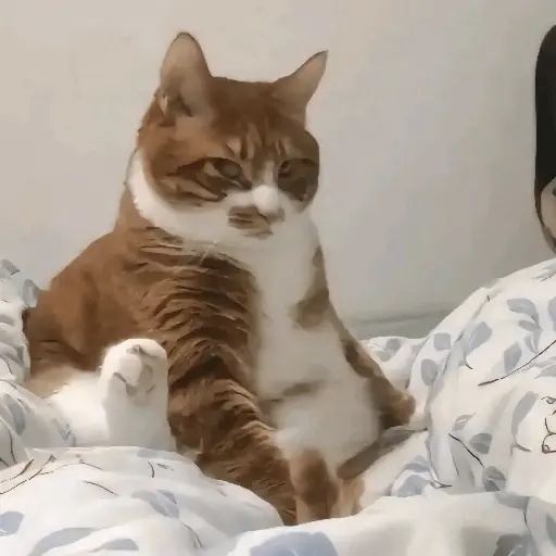 Gatos Enojados 💢😾
