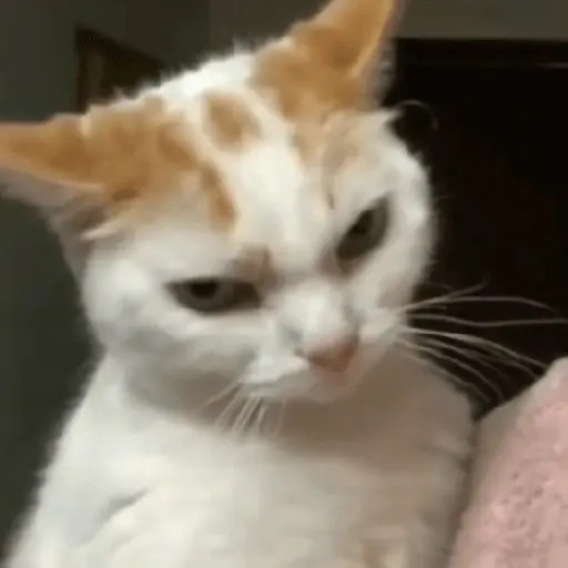 Gatos Enojados 💢😾