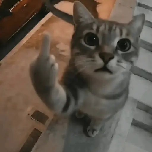 Gatos Enojados 💢😾