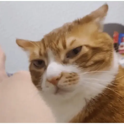 Gatos Enojados 💢😾