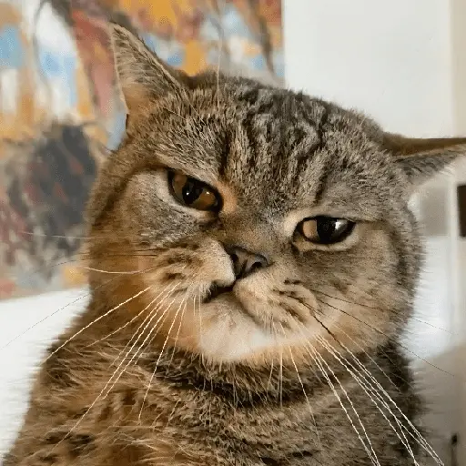 Gatos Enojados 💢😾