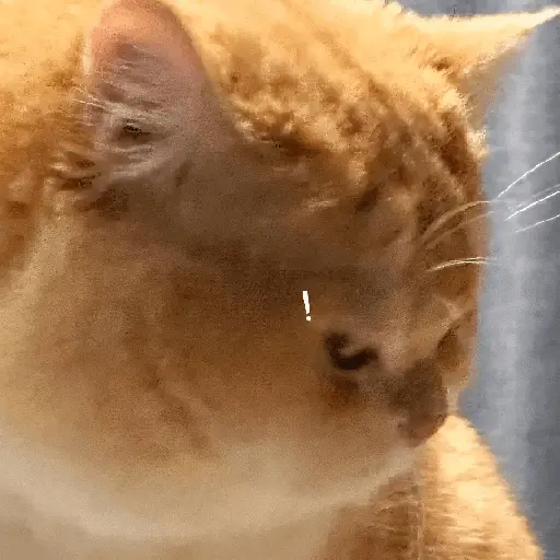 Gatos Enojados 💢😾