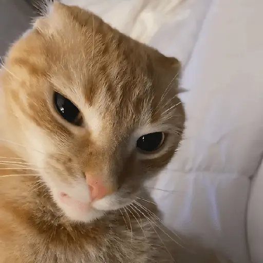 Gatos Enojados 💢😾