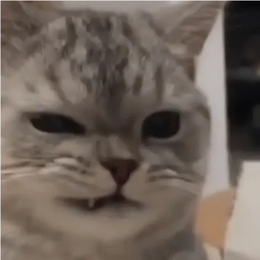 Gatos Enojados 💢😾