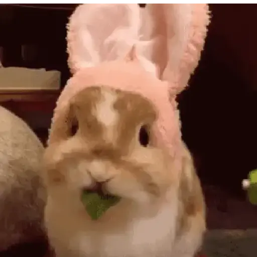 Pascuas memes 🥚✨🎀
