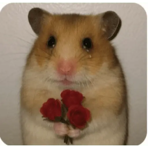 Memes lindos - San Valentin💕