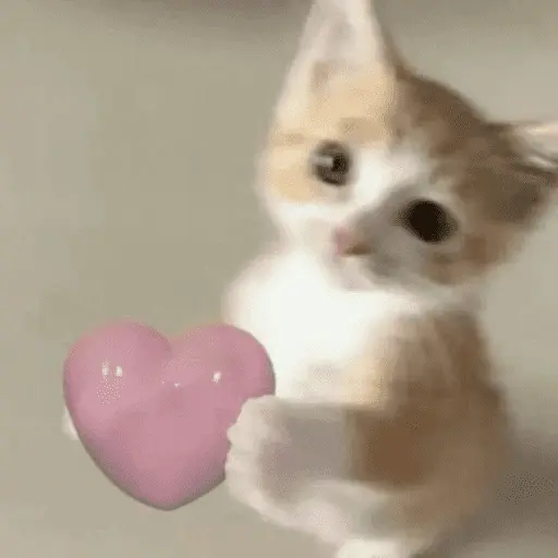 Memes lindos - San Valentin💕