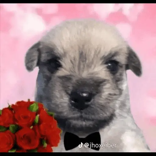 Memes lindos - San Valentin💕