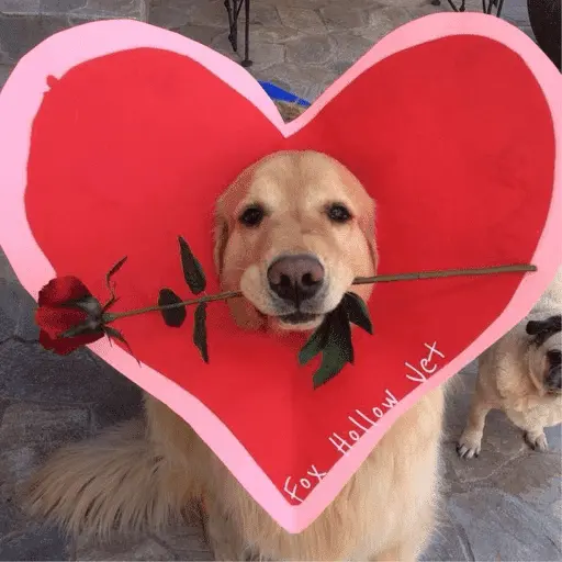 Memes lindos - San Valentin💕