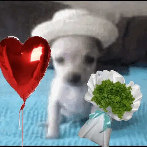 Memes lindos - San Valentin💕
