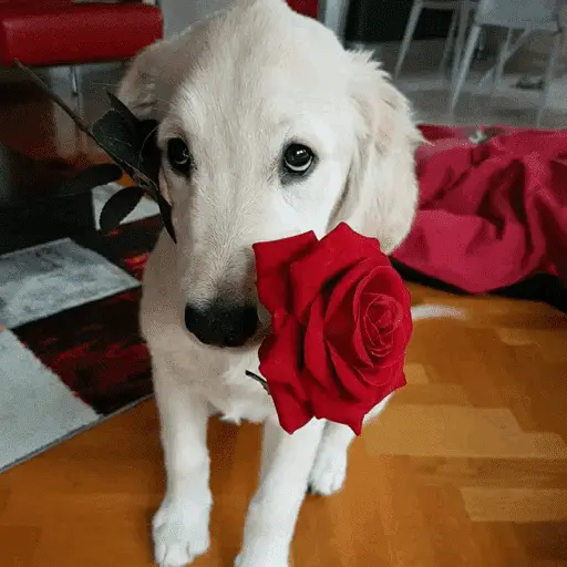 Memes lindos - San Valentin💕