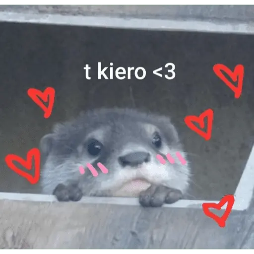 Memes lindos - San Valentin💕