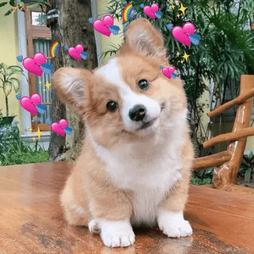 Memes lindos - San Valentin💕