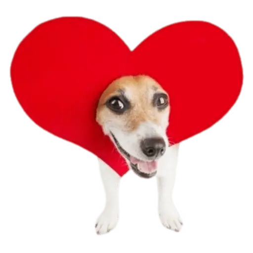 Memes lindos - San Valentin💕