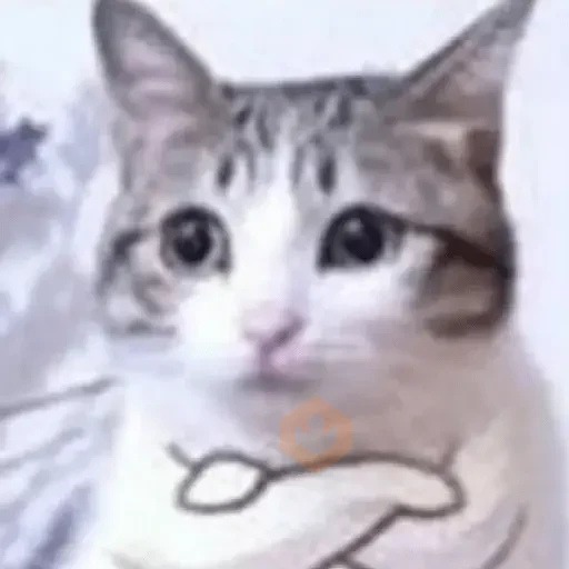 🐈🐈🐈 sticker 12