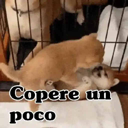 🧿Memes pop 9 😎🤣🤭