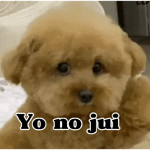 🧿Memes pop 9 😎🤣🤭