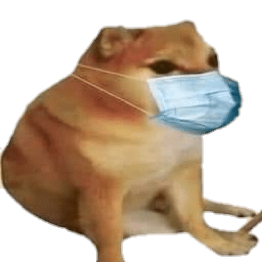 PERRITO MEME (CHEEMS) 