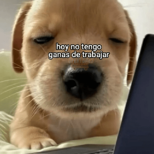 😮‍💨💼 Chamba memes 💼😮‍💨 preview