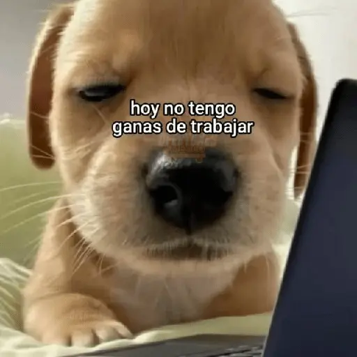 😮‍💨💼 Chamba memes 💼😮‍💨
