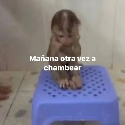 😮‍💨💼 Chamba memes 💼😮‍💨