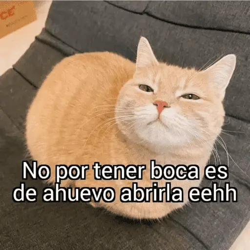 🙈 ANIMALITOS CON TEXTOS 😎