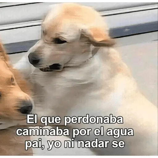 🙈 ANIMALITOS CON TEXTOS 😎