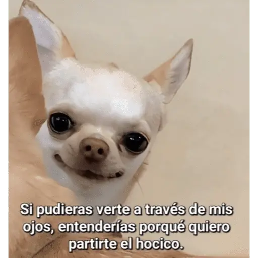 🙈 ANIMALITOS CON TEXTOS 😎
