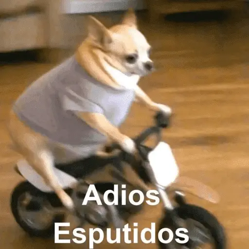 🙈 ANIMALITOS CON TEXTOS 😎