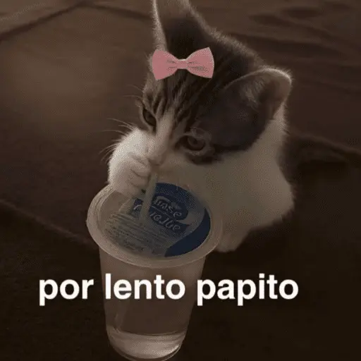 🙈 ANIMALITOS CON TEXTOS 😎