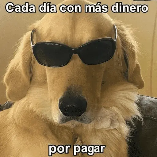 🙈 ANIMALITOS CON TEXTOS 😎