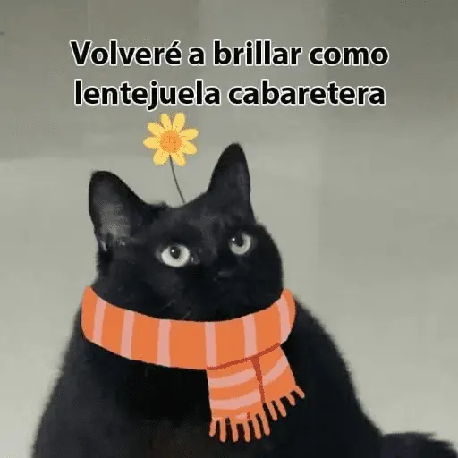🙈 ANIMALITOS CON TEXTOS 😎