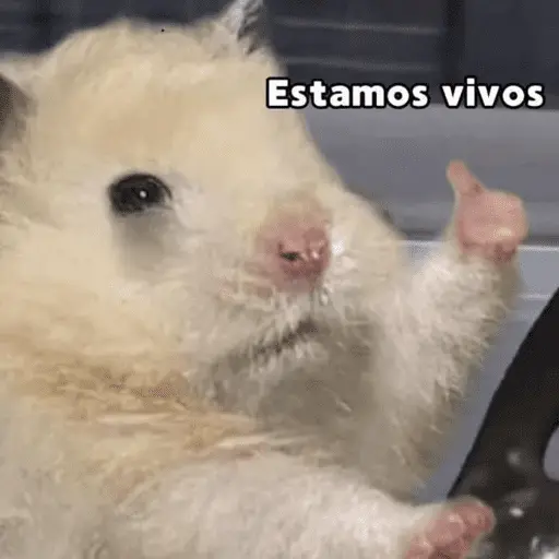 🙈 ANIMALITOS CON TEXTOS 😎