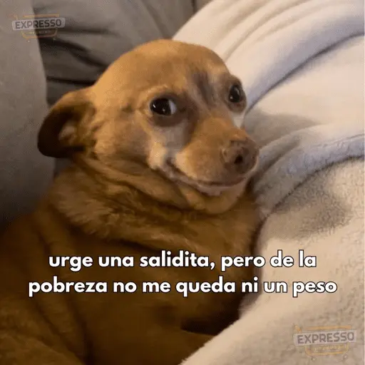 🙈 ANIMALITOS CON TEXTOS 😎