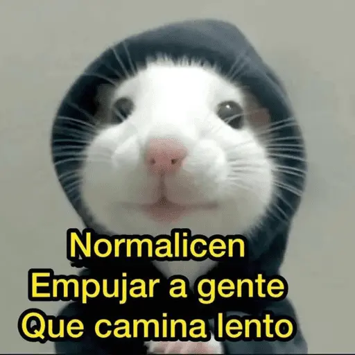 🙈 ANIMALITOS CON TEXTOS 😎