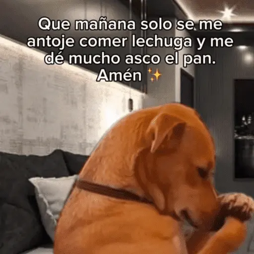 🙈 ANIMALITOS CON TEXTOS 😎