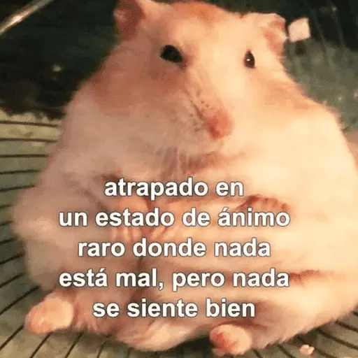 🙈 ANIMALITOS CON TEXTOS 😎