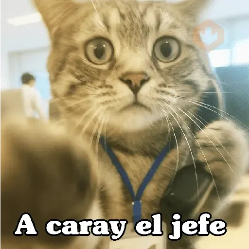 🧿Gato trabajando 🐱🐈 sticker 19