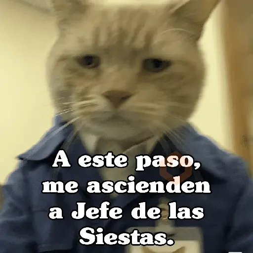 🧿Gato trabajando 🐱🐈 sticker 12