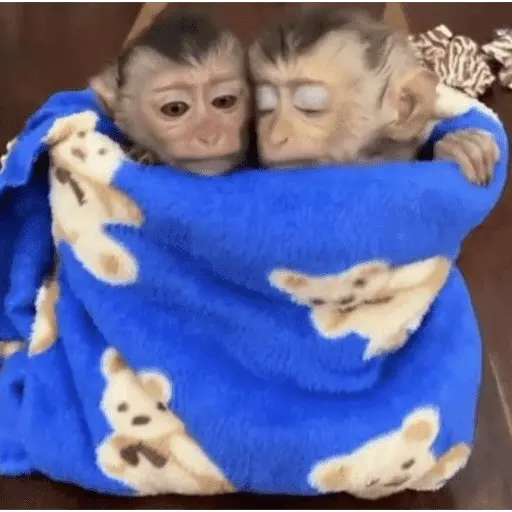 🥲ANIMALITOS RANDOM TIERNOS 🥲