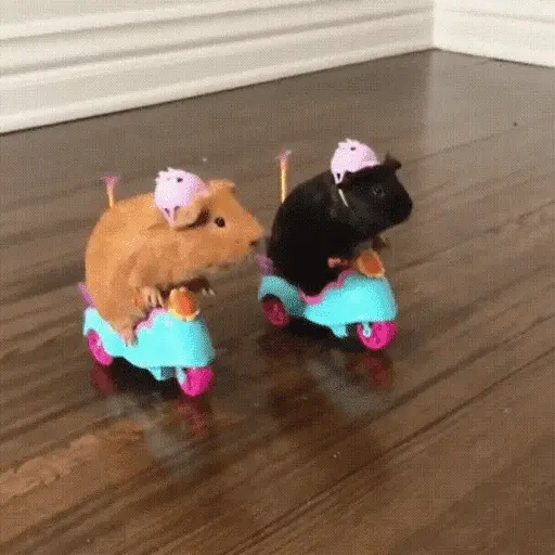 🥲ANIMALITOS RANDOM TIERNOS 🥲