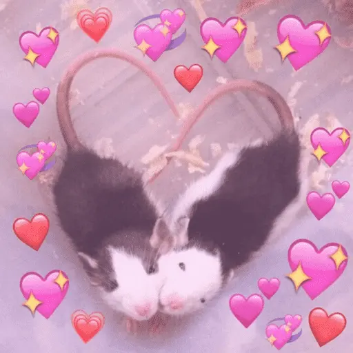 🥲ANIMALITOS RANDOM TIERNOS 🥲