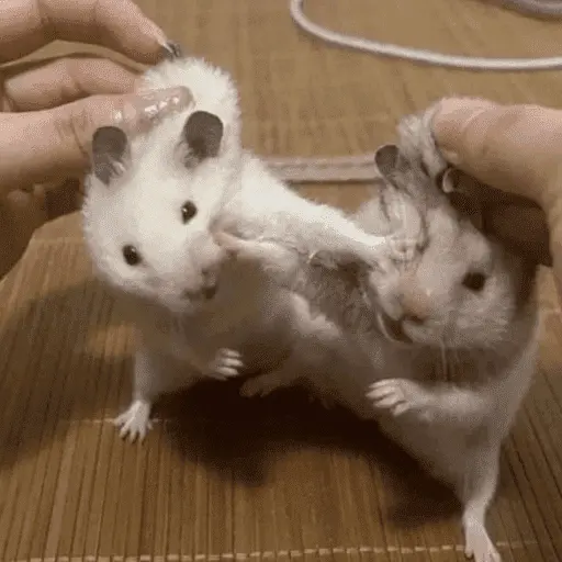 🥲ANIMALITOS RANDOM TIERNOS 🥲