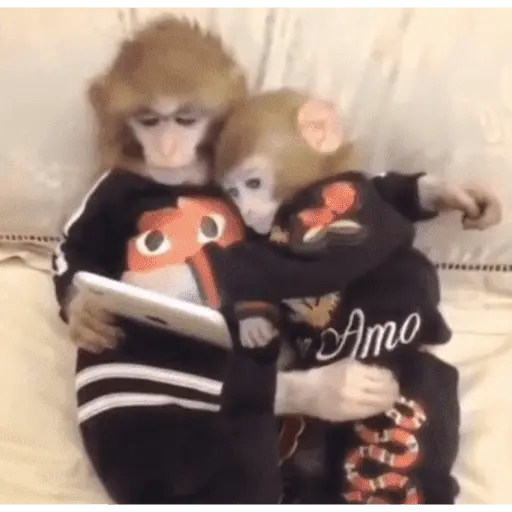 🥲ANIMALITOS RANDOM TIERNOS 🥲