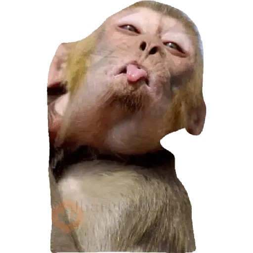 coqueto sticker 13